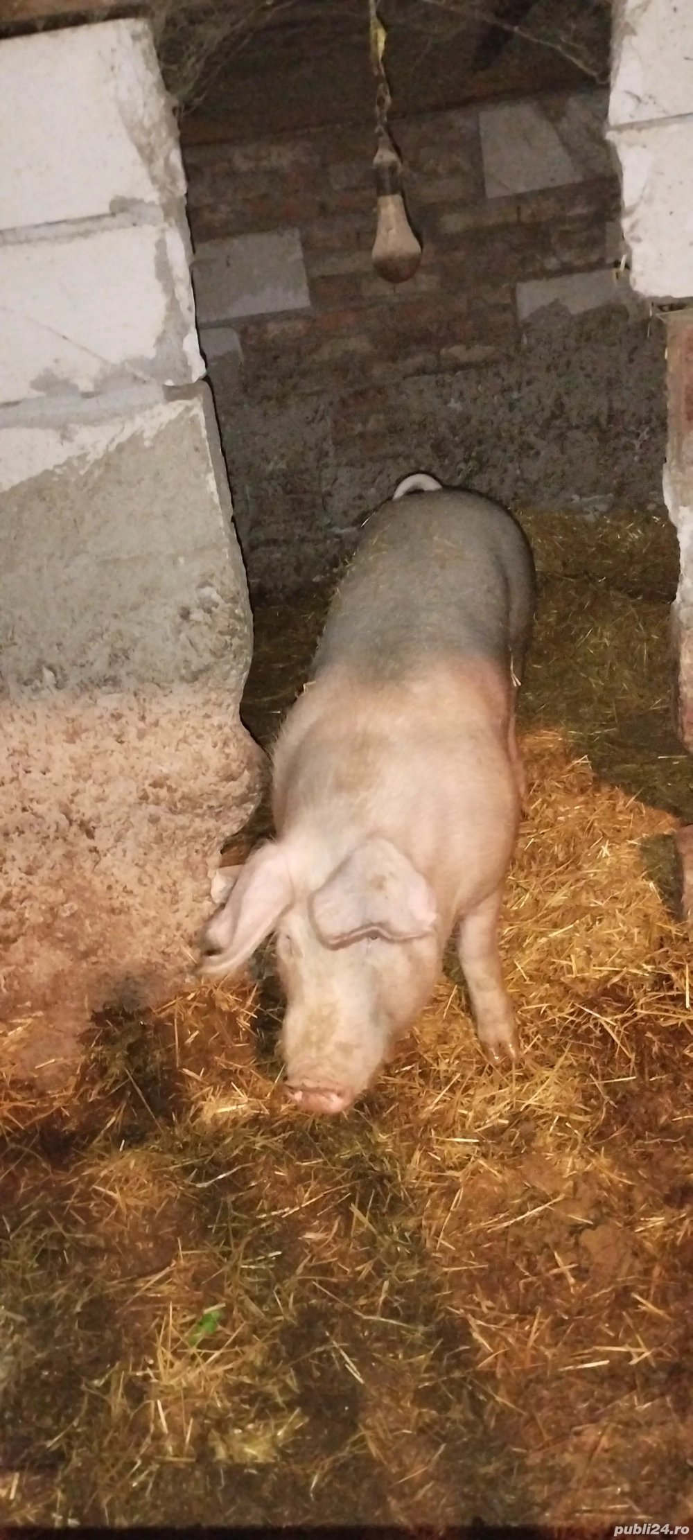 vând porc crescut natural 