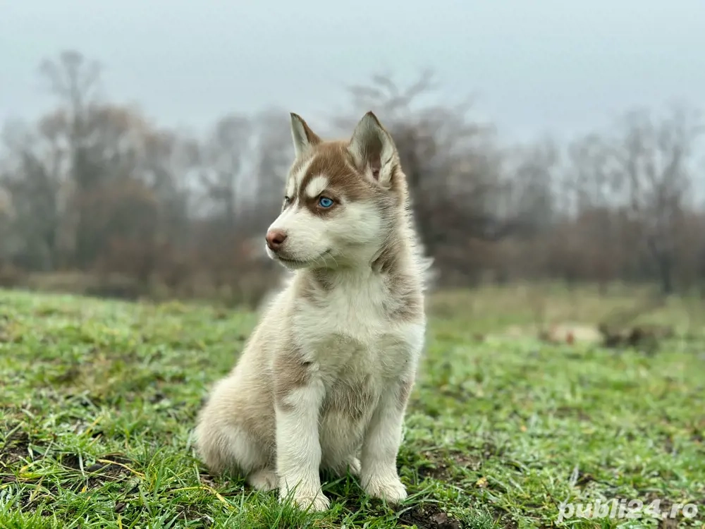 Femela husky siberian!