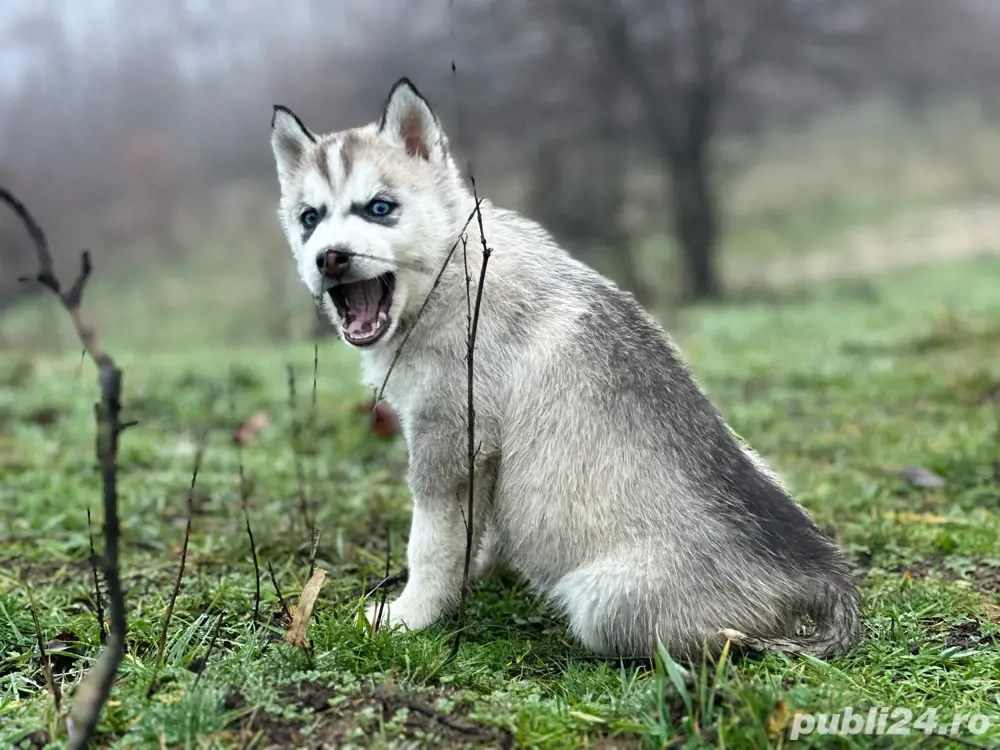 Femela Husky siberian!
