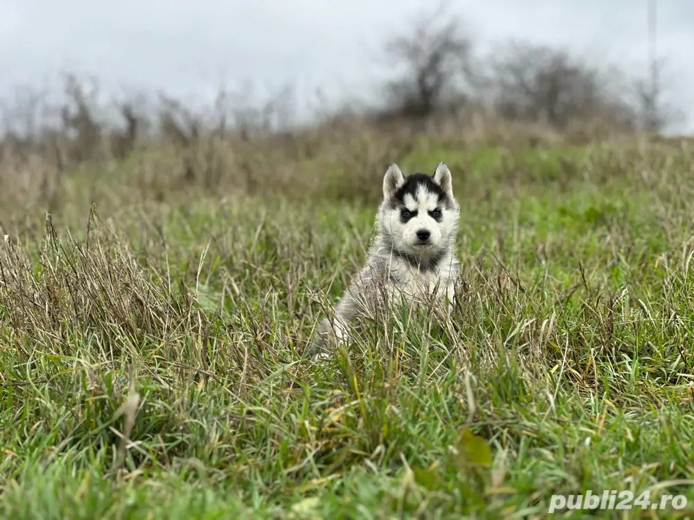 Femela Husky Siberian!