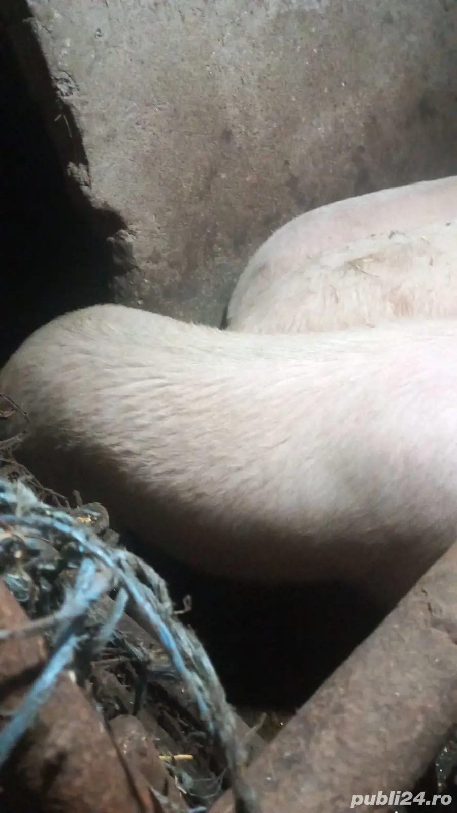 Vand 3 porci cu greutatea intre 150-200kg