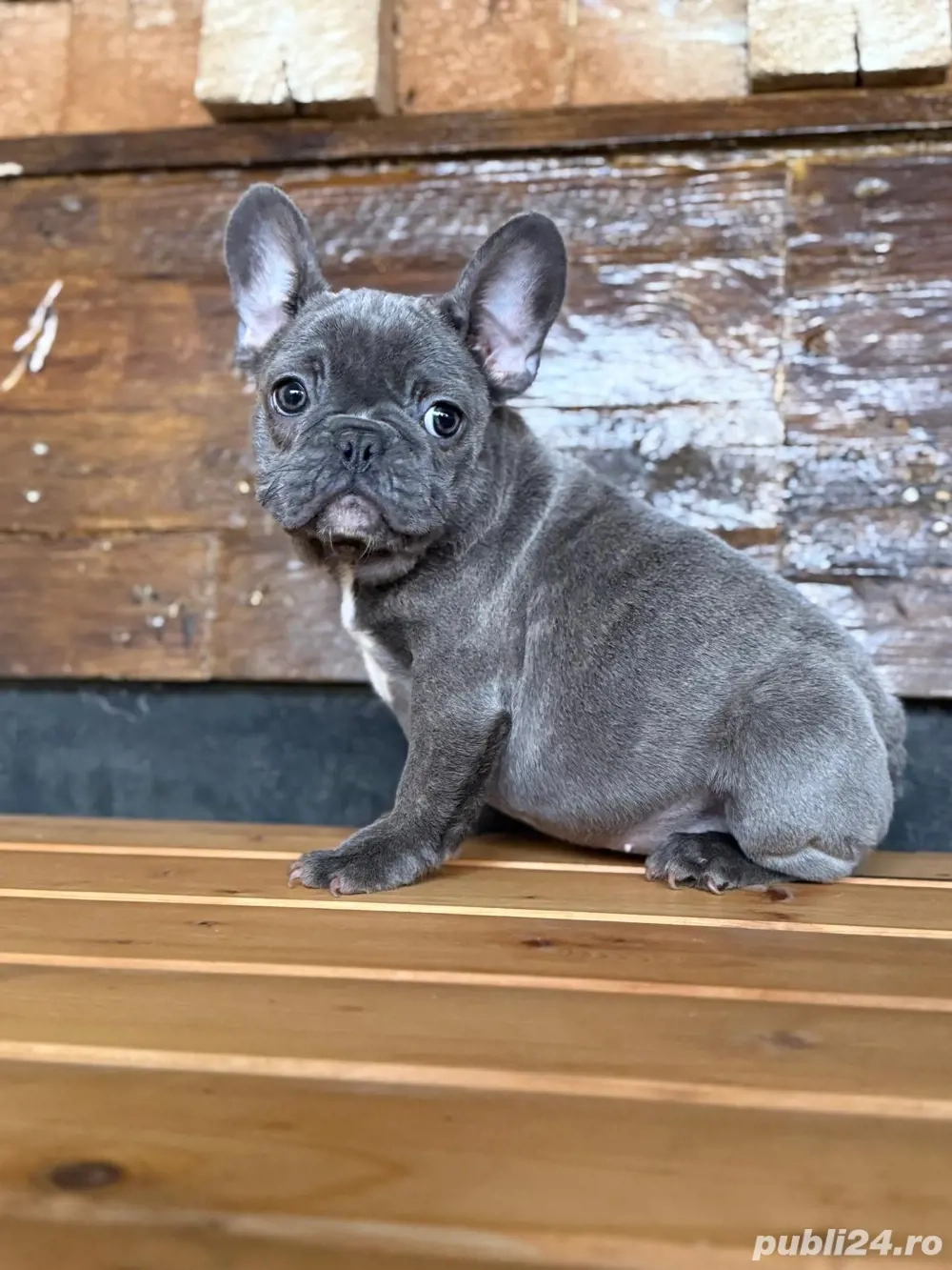 femela bulldog francez blue