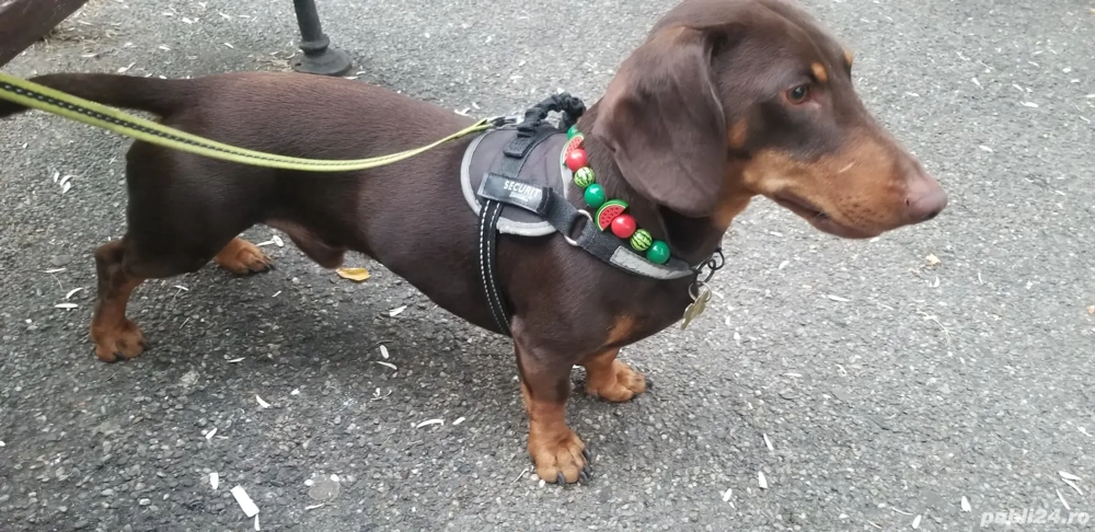 Mascul teckel ciocolatiu 