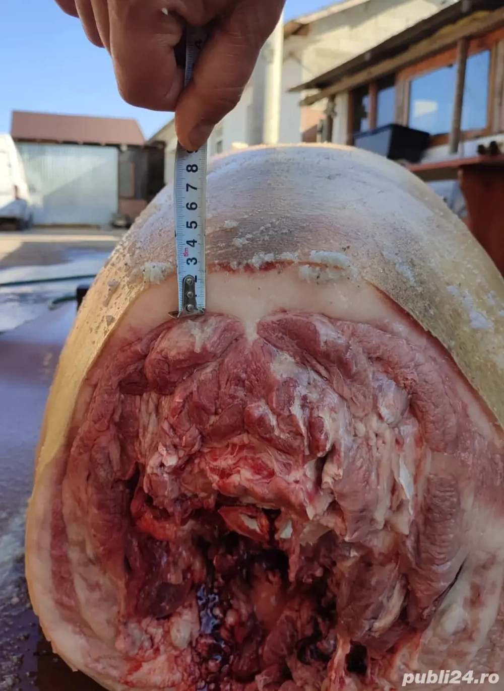 vând carcasă porc 