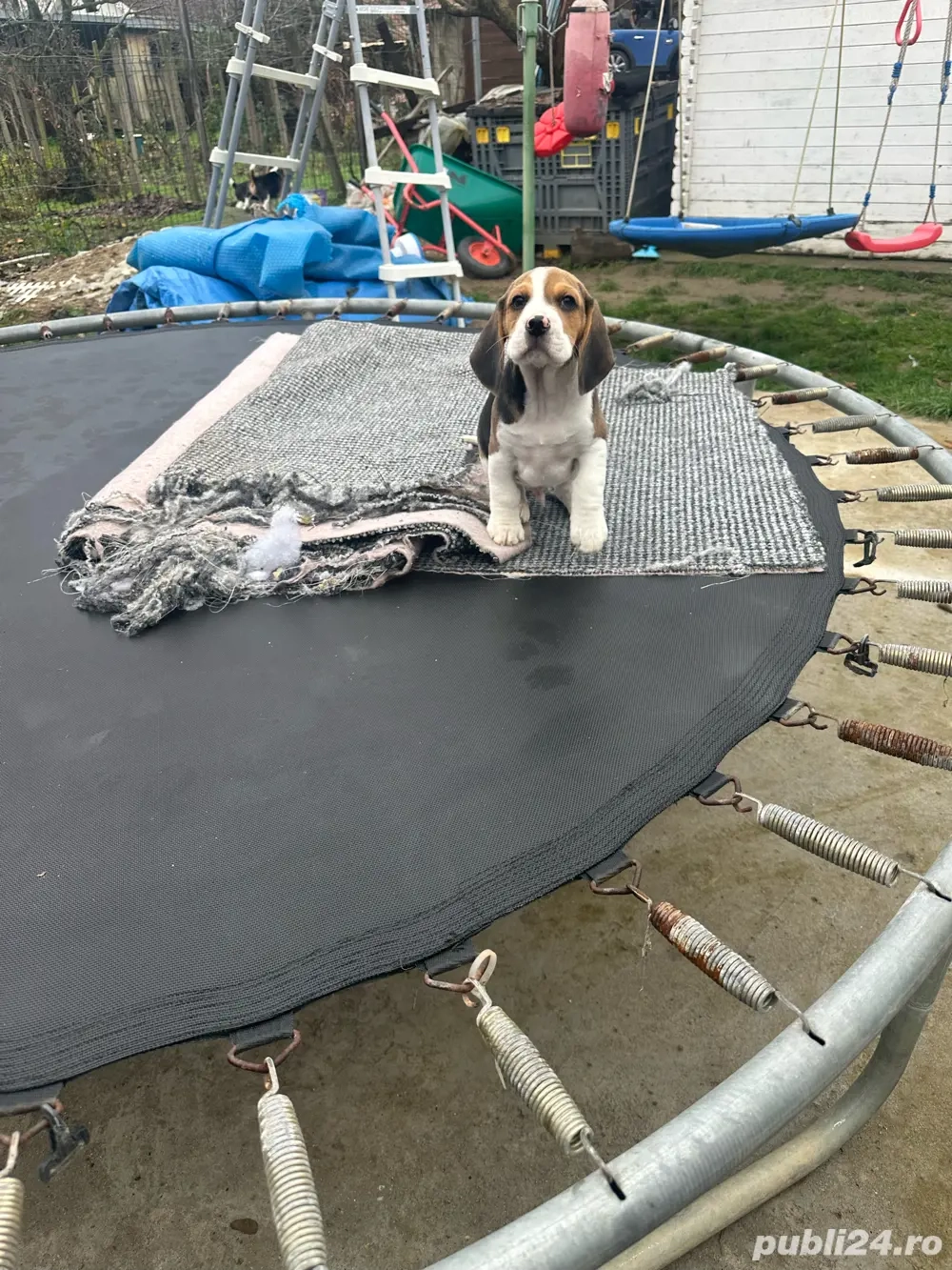 Beagle,cadoul de craciun