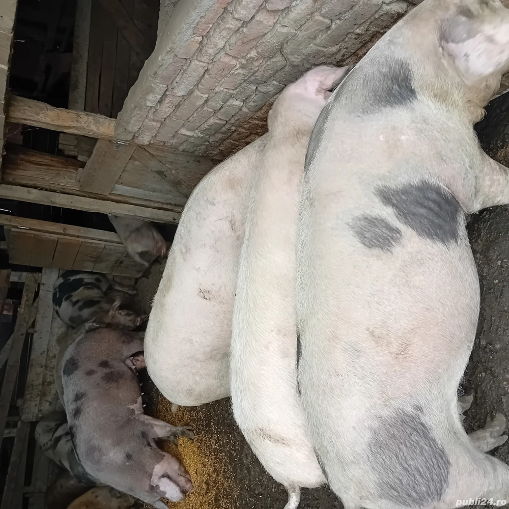 vând porci 