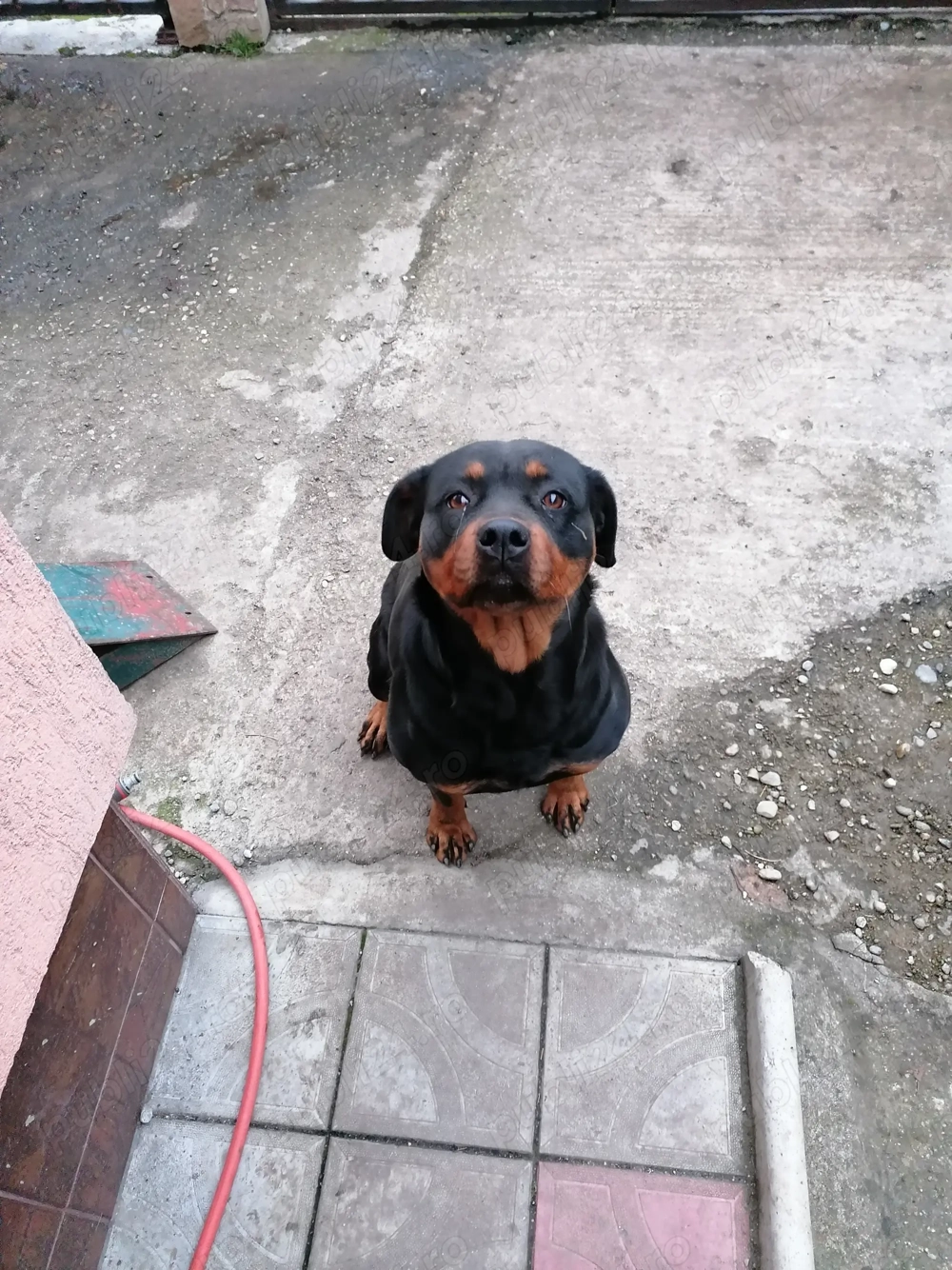 Vând cățelușe rottwailer femela vârstă 3 ani 