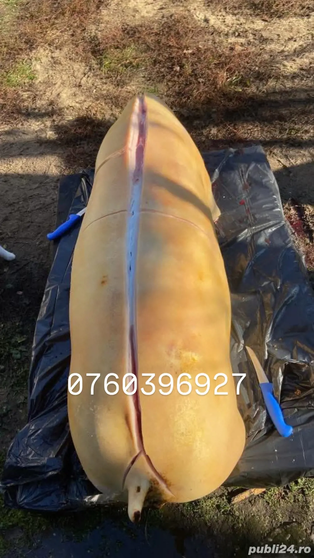 porci de carne asigur transport