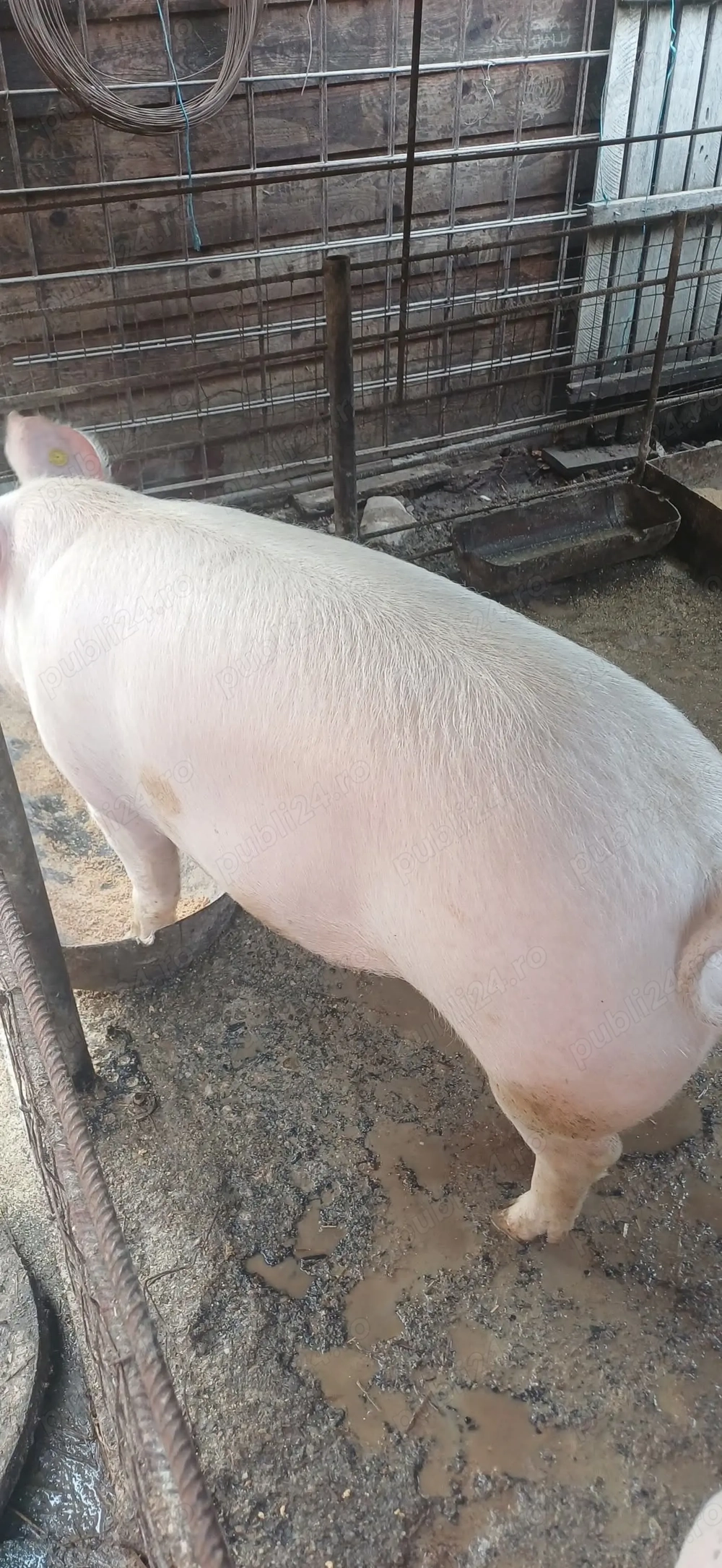 Vând porci  greutate de 180-200kg