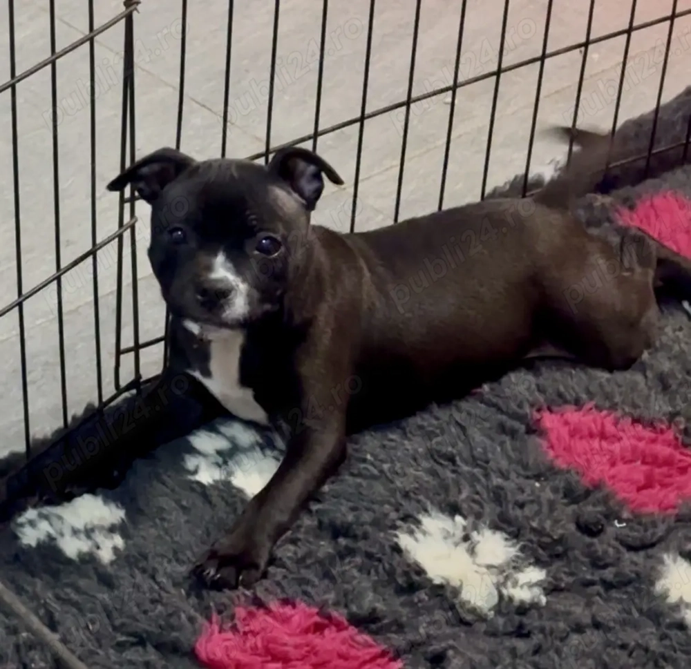 Staffordshire Bull Terrier femelă 