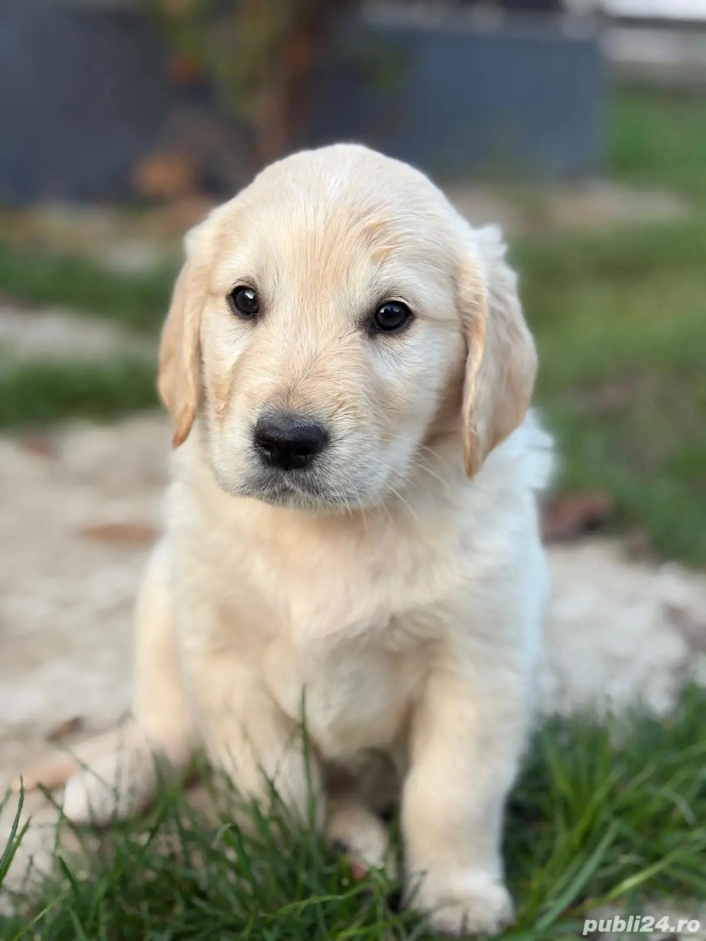 Căței golden retriever