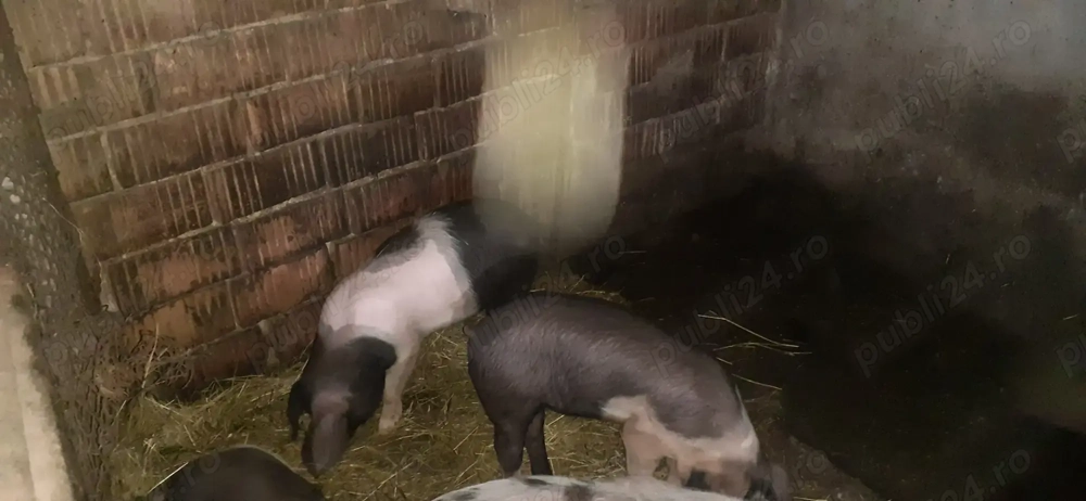 Purcei bazna de vânzare în Gorj