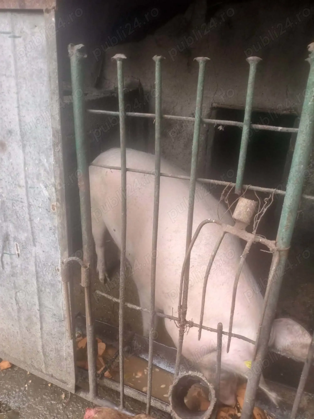 Vând porc pentru Crăciun!