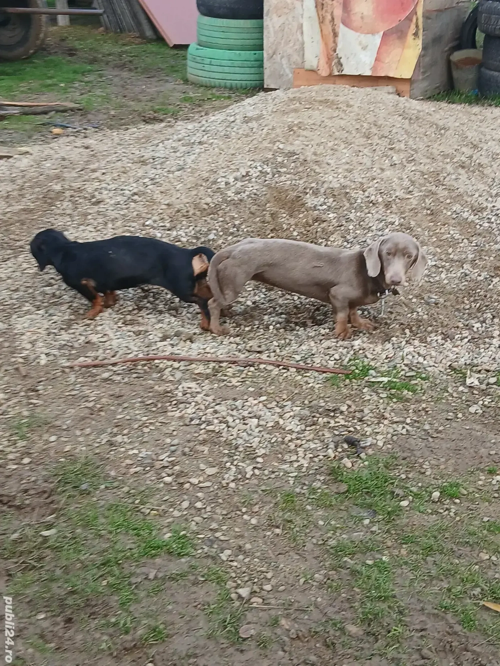 Teckel isabel isi cauta partenera