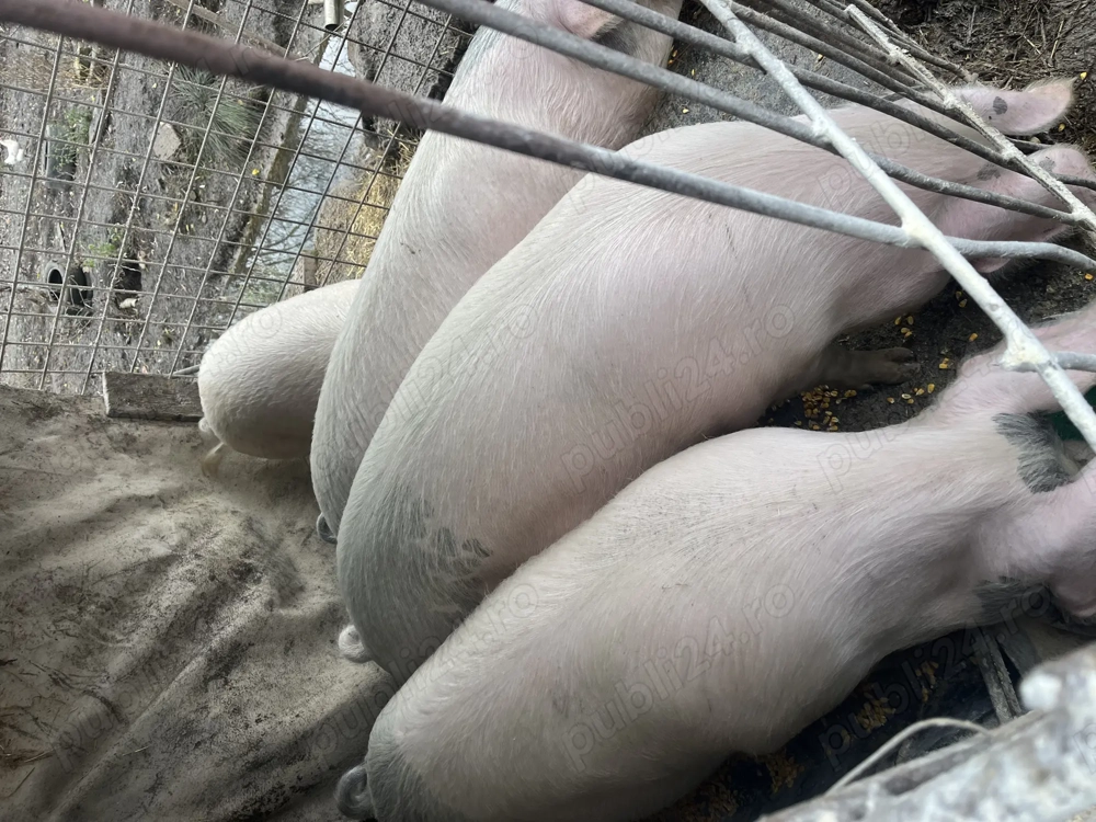 Vând porc pentru scarificat 