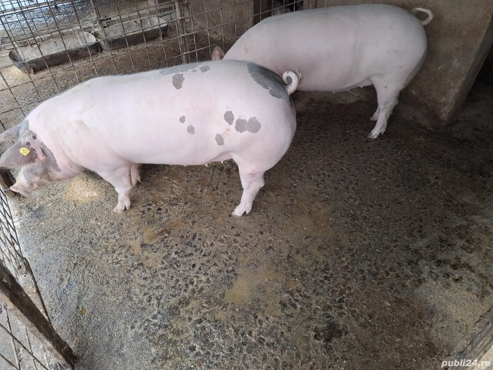 porci de vânzare 