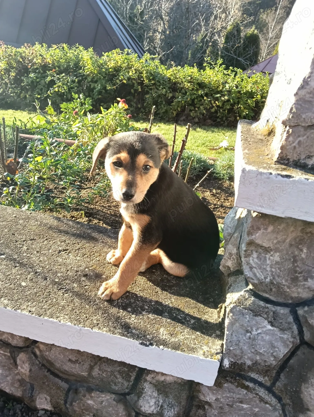 Donez catel de cateva luni