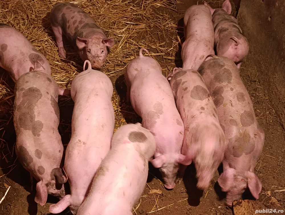 purcei pietrain 3 luni jumate 40 kg