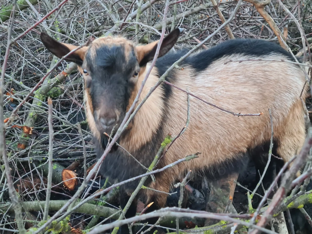 Vand țap alpin francez