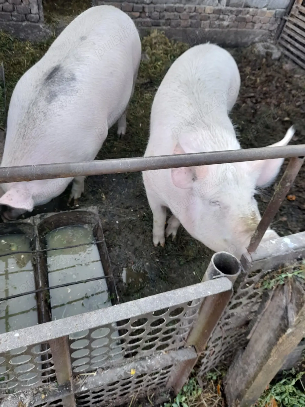 Vand porc bio. 150kg apoximativ. 