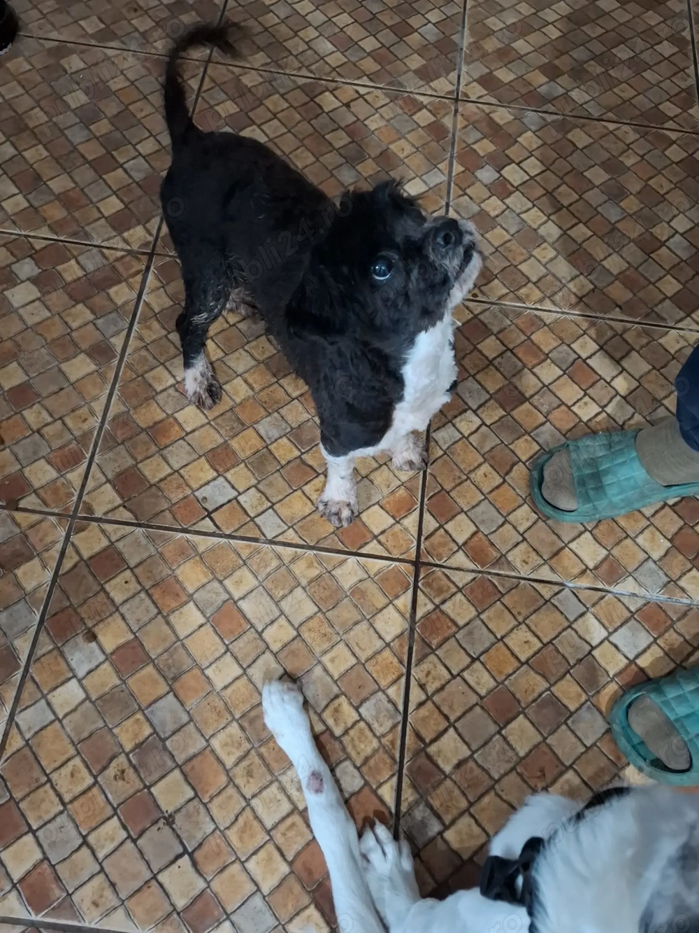 Luna catel talie mica pentru adoptie