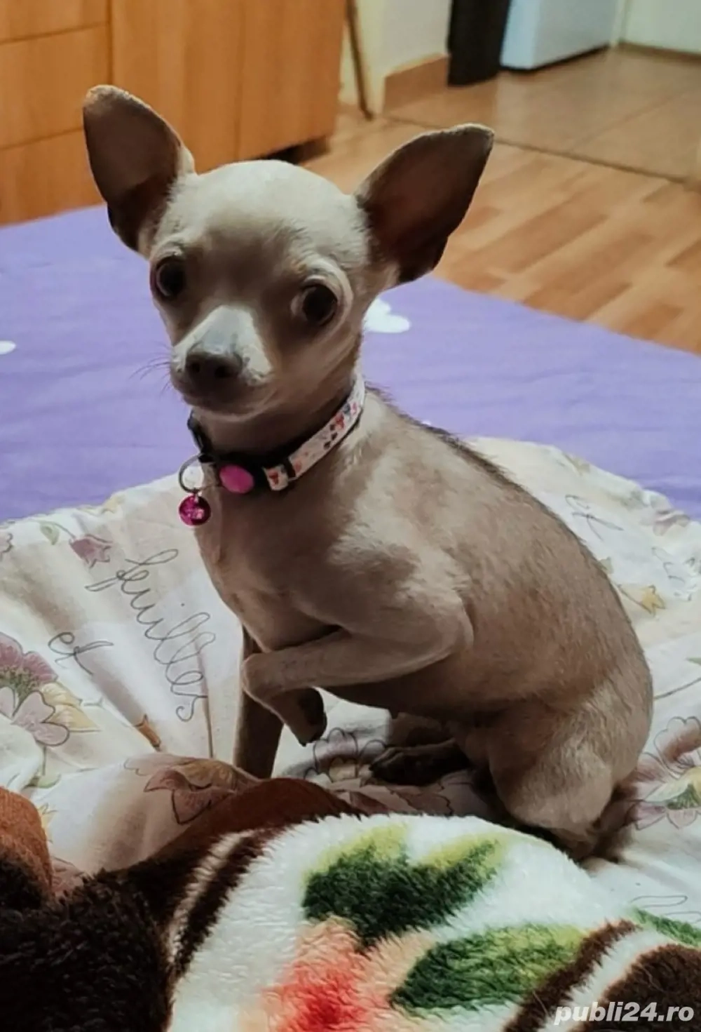 Schimb Chihuahua fetita