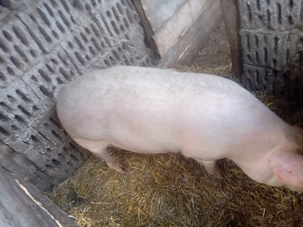 De vanzare scroafa afata prima fatare