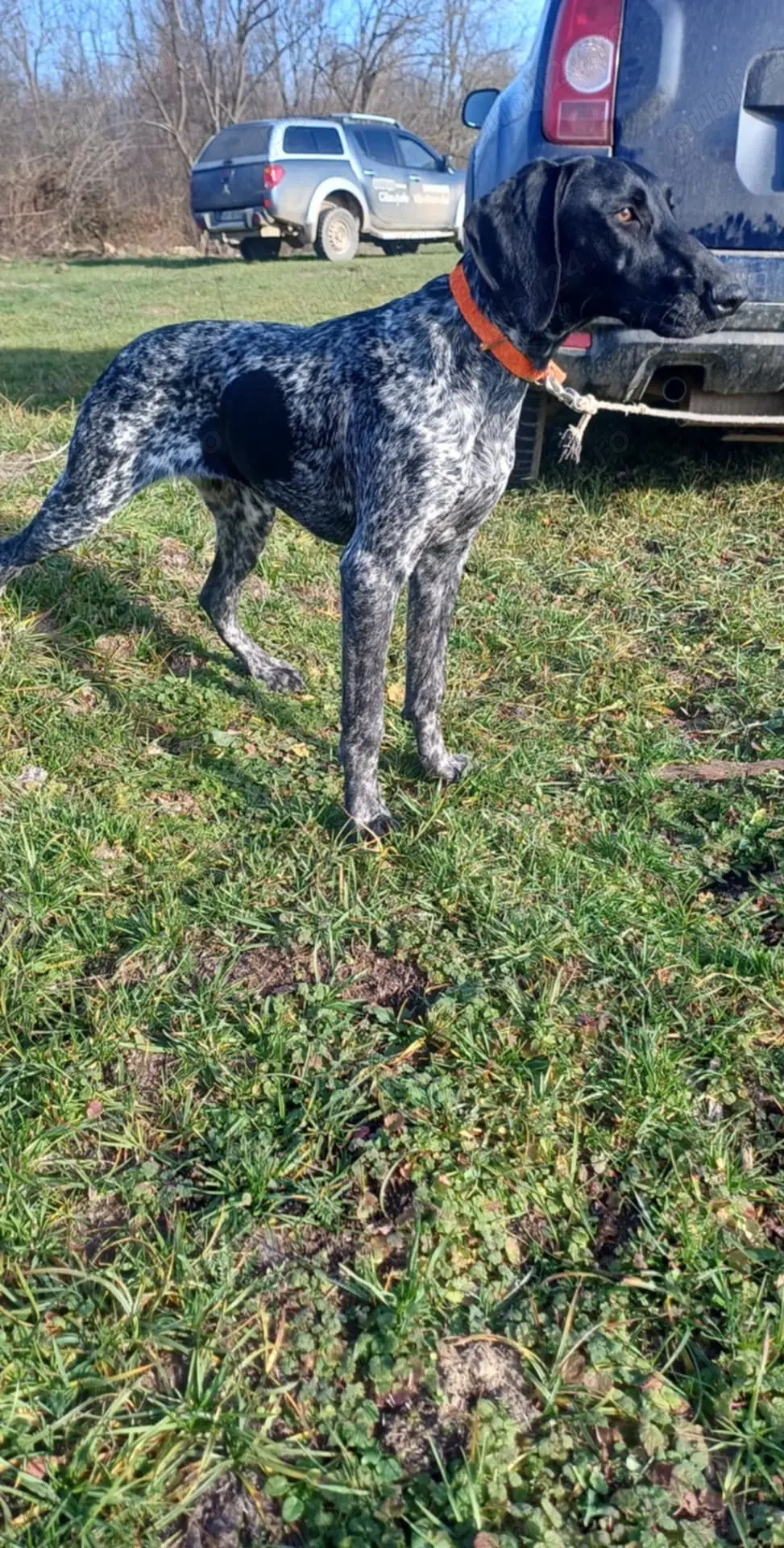 Vând femela brac german 7luni 