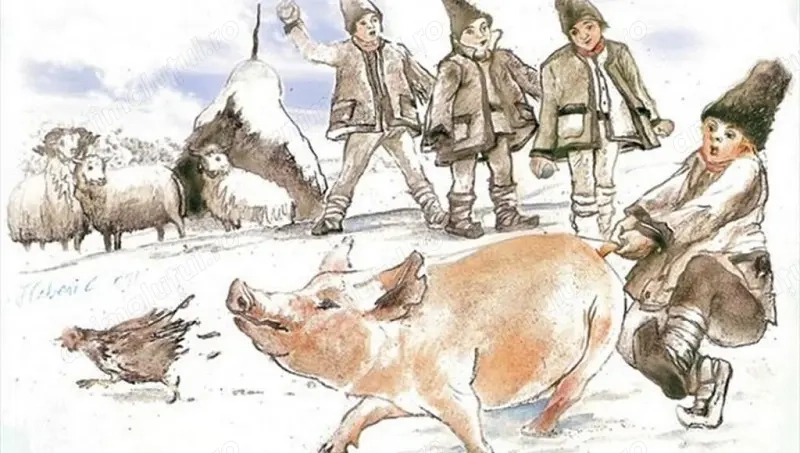 Porci de vanzare 150kg 180kg 250+kg - rasa PIETRAN