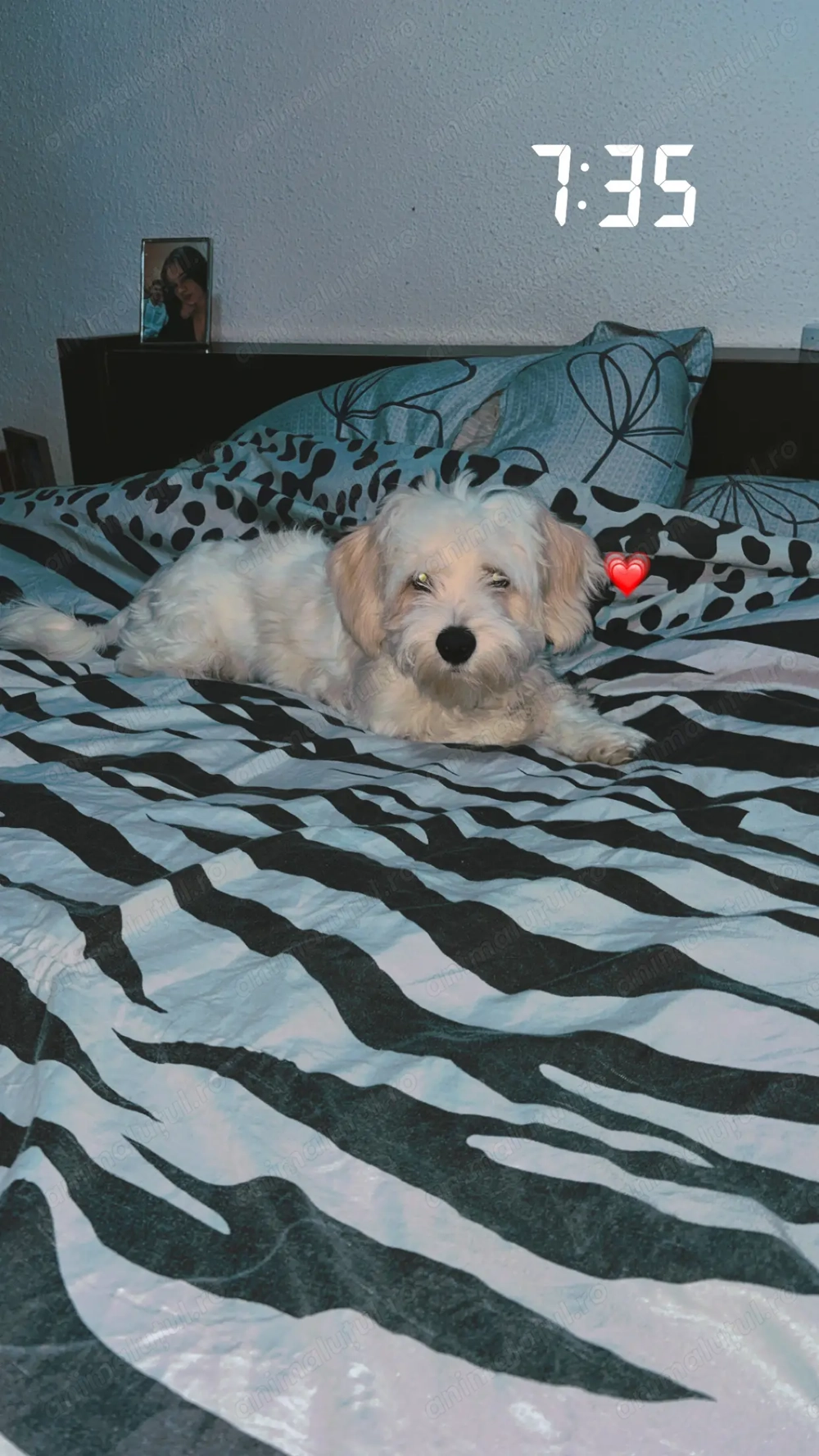 Vând bichon de 6 luni