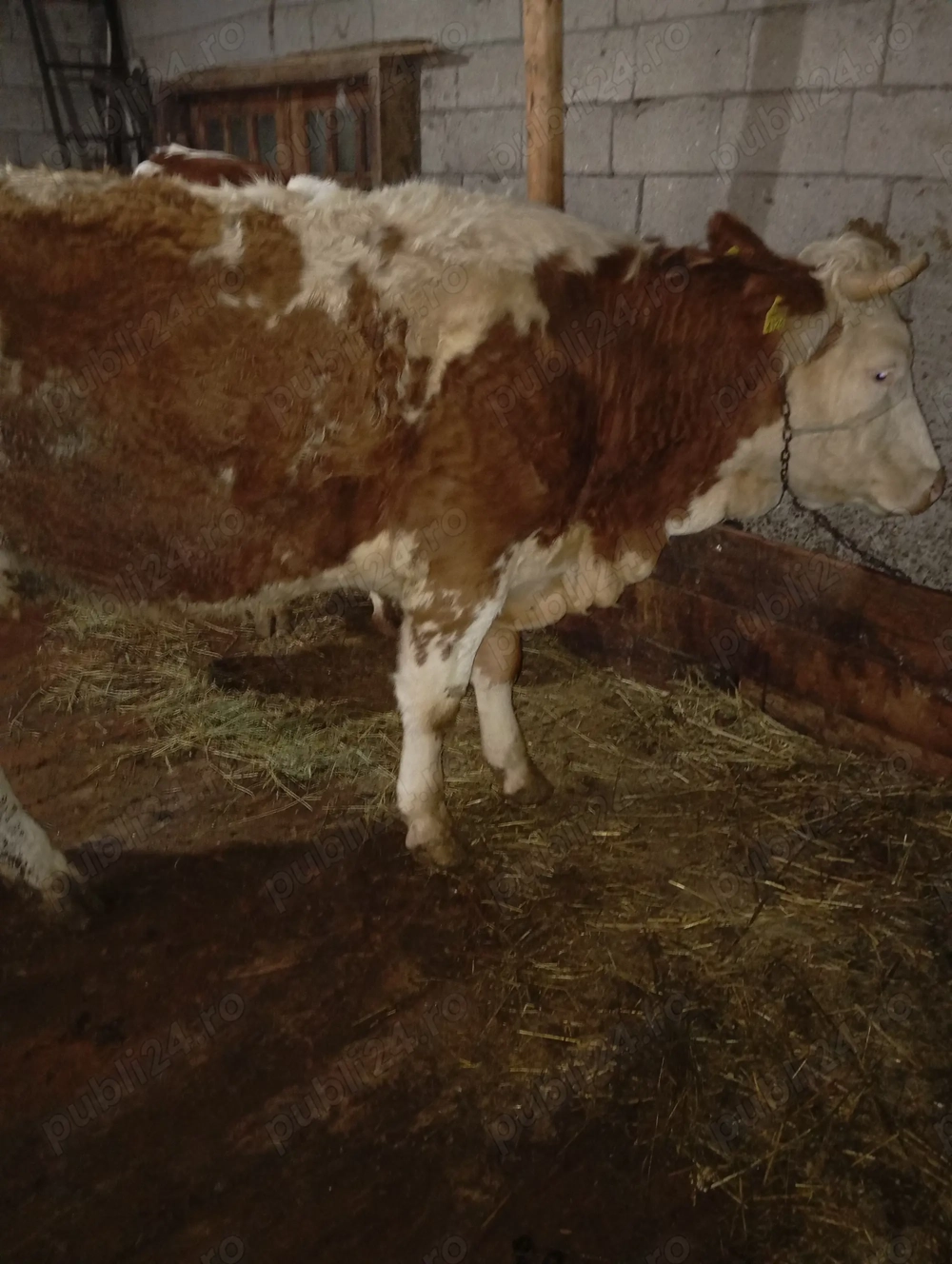 Vând vacă bălțată românească 