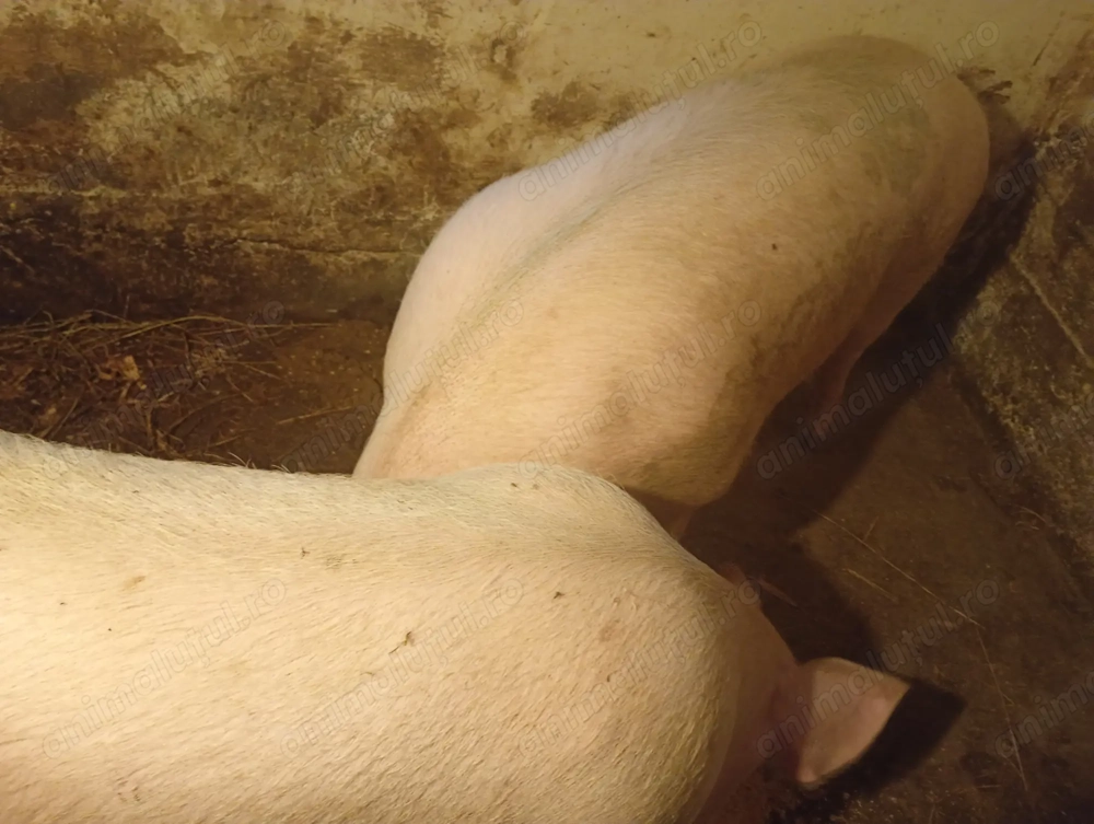 Porci vânzare Bihor rasa marele alb 