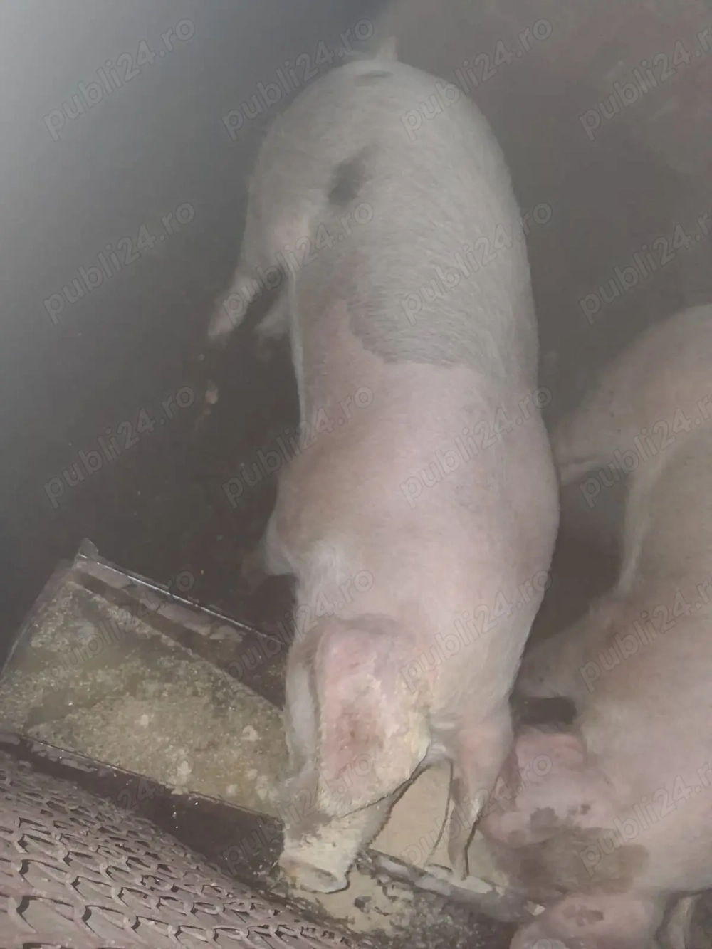 Vând porci între 130 și 250 kg