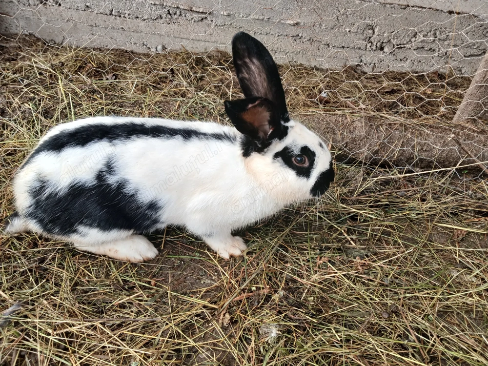 De vânzare 4 iepuri 350ron toti