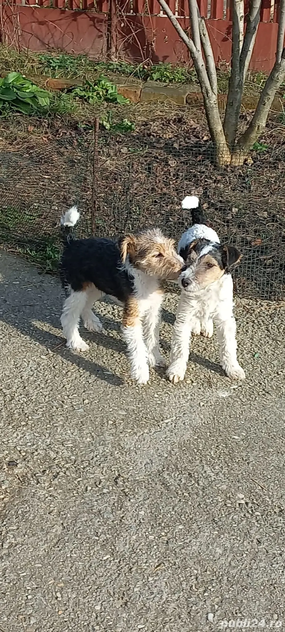 Fox terrier sârmos.a