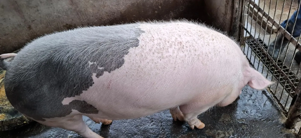 Vând scrofite Bazna cu Petreain pt reproducție sau sacrificat