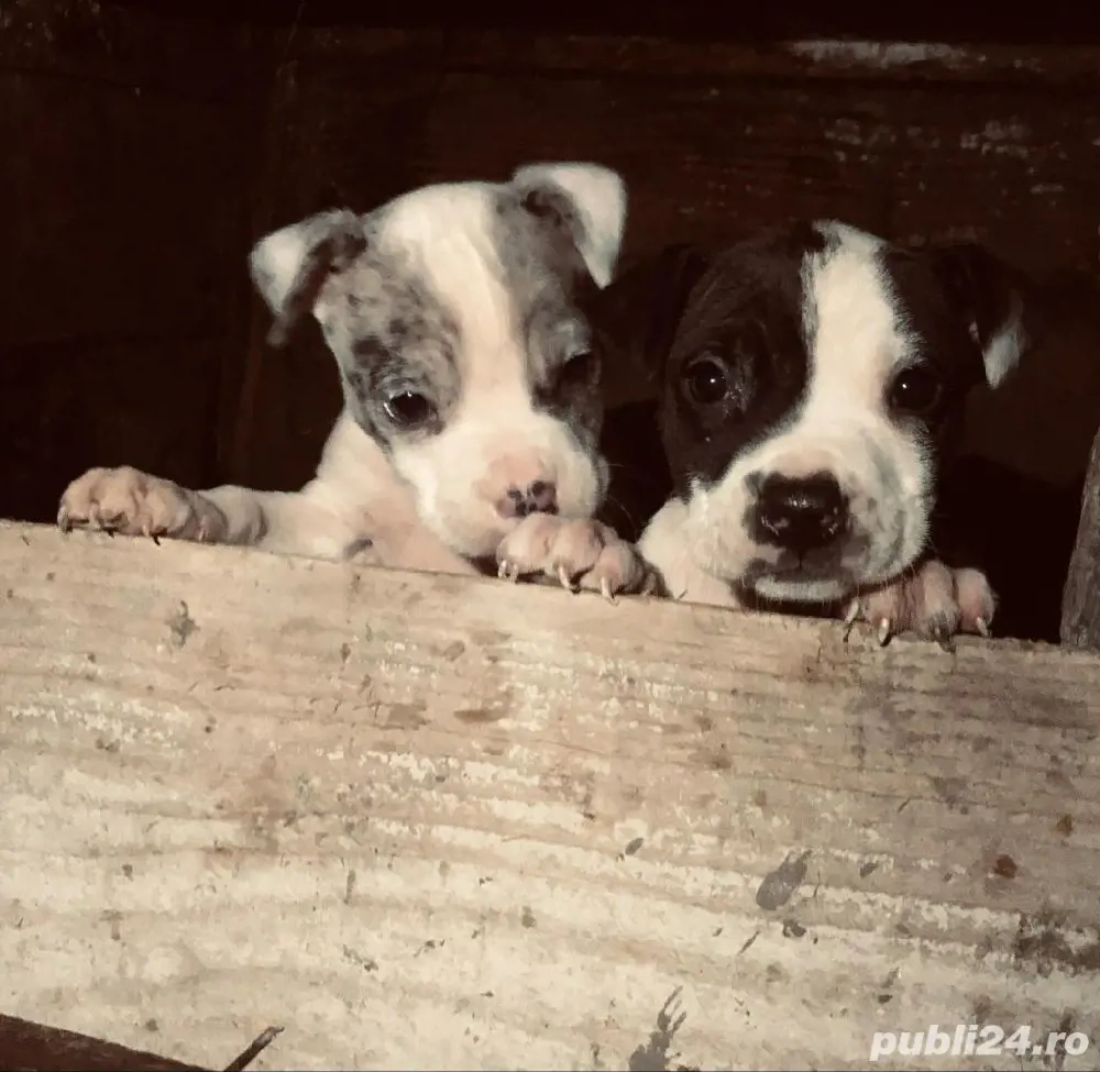 Disponibili 2 puiuți Amstaff 