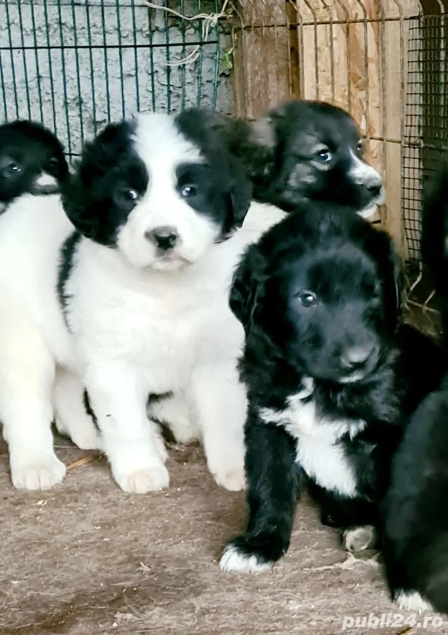 De vanzare Ciobanesc CORB 