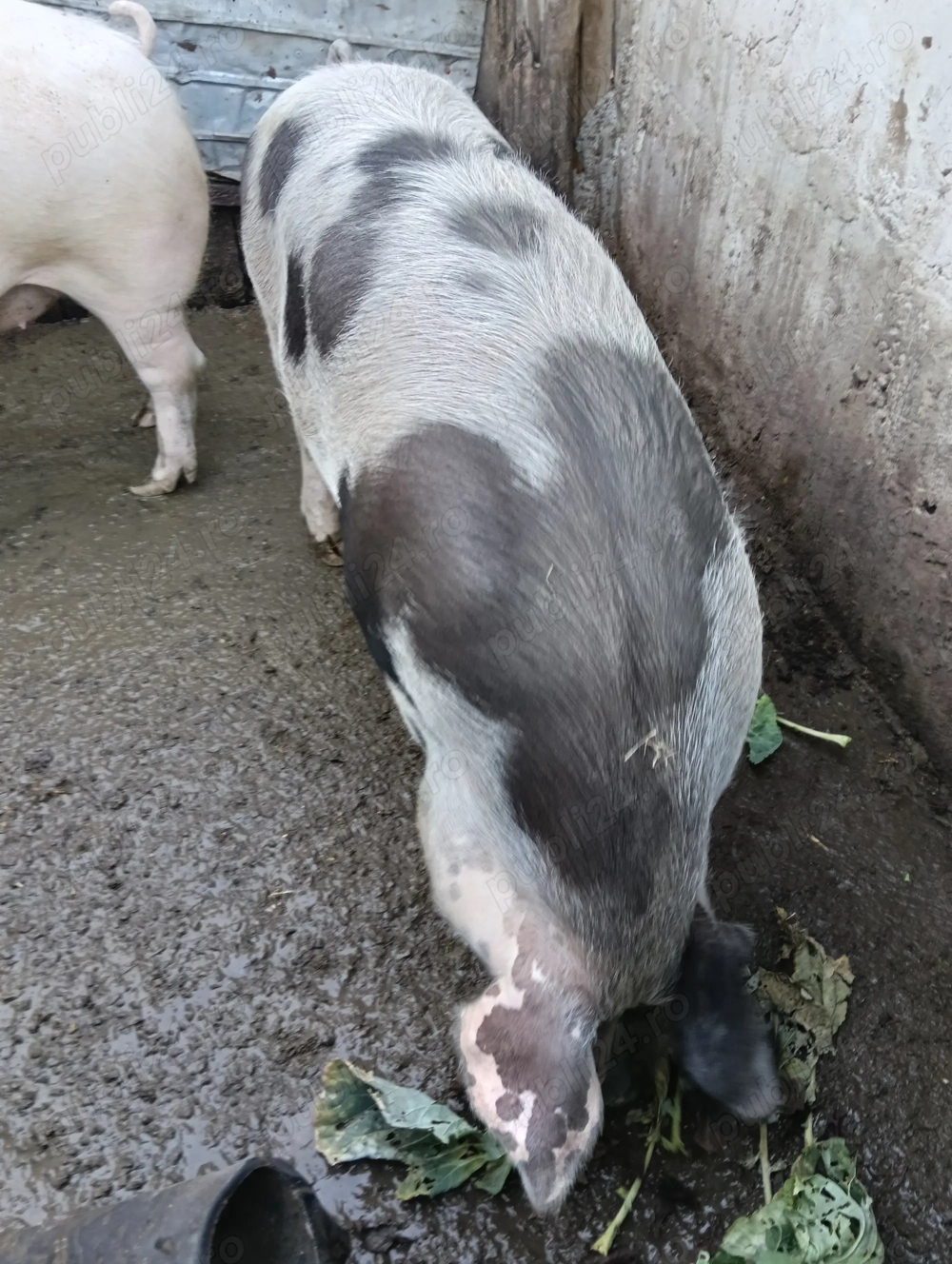 Porc de 11 luni landrace pietran 