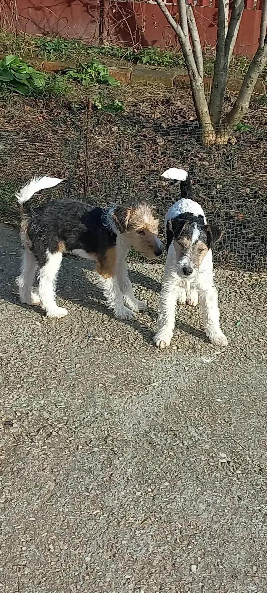 Fox terrier sârmos