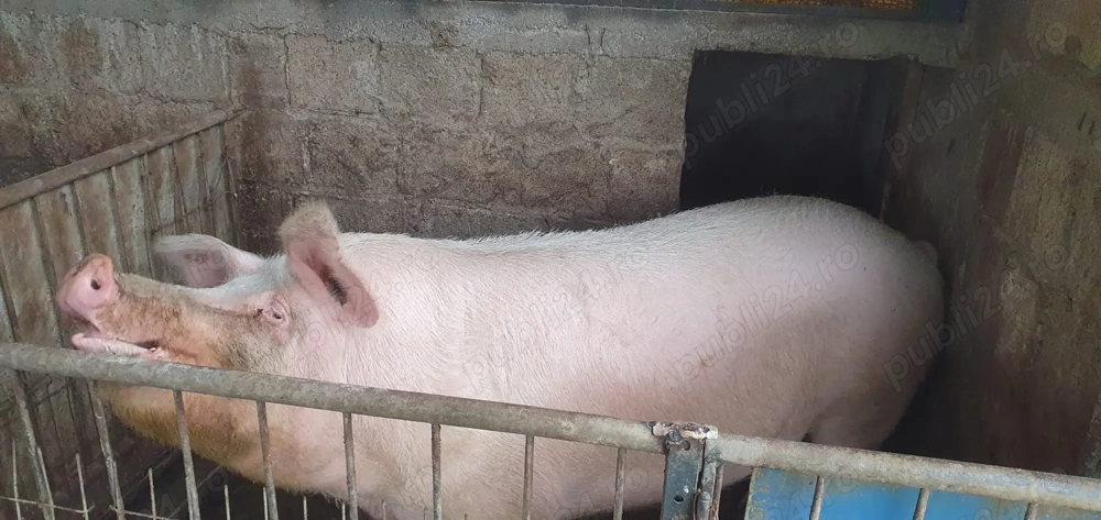 Porci naturali bio de vânzare 