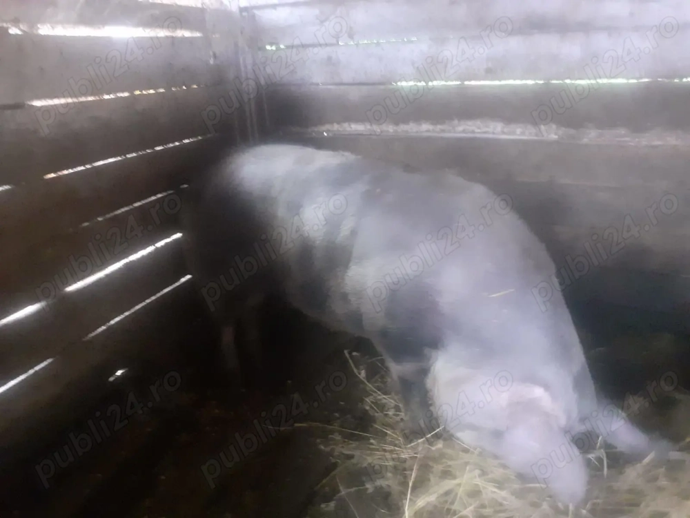 Porc de carne pentru Cracin