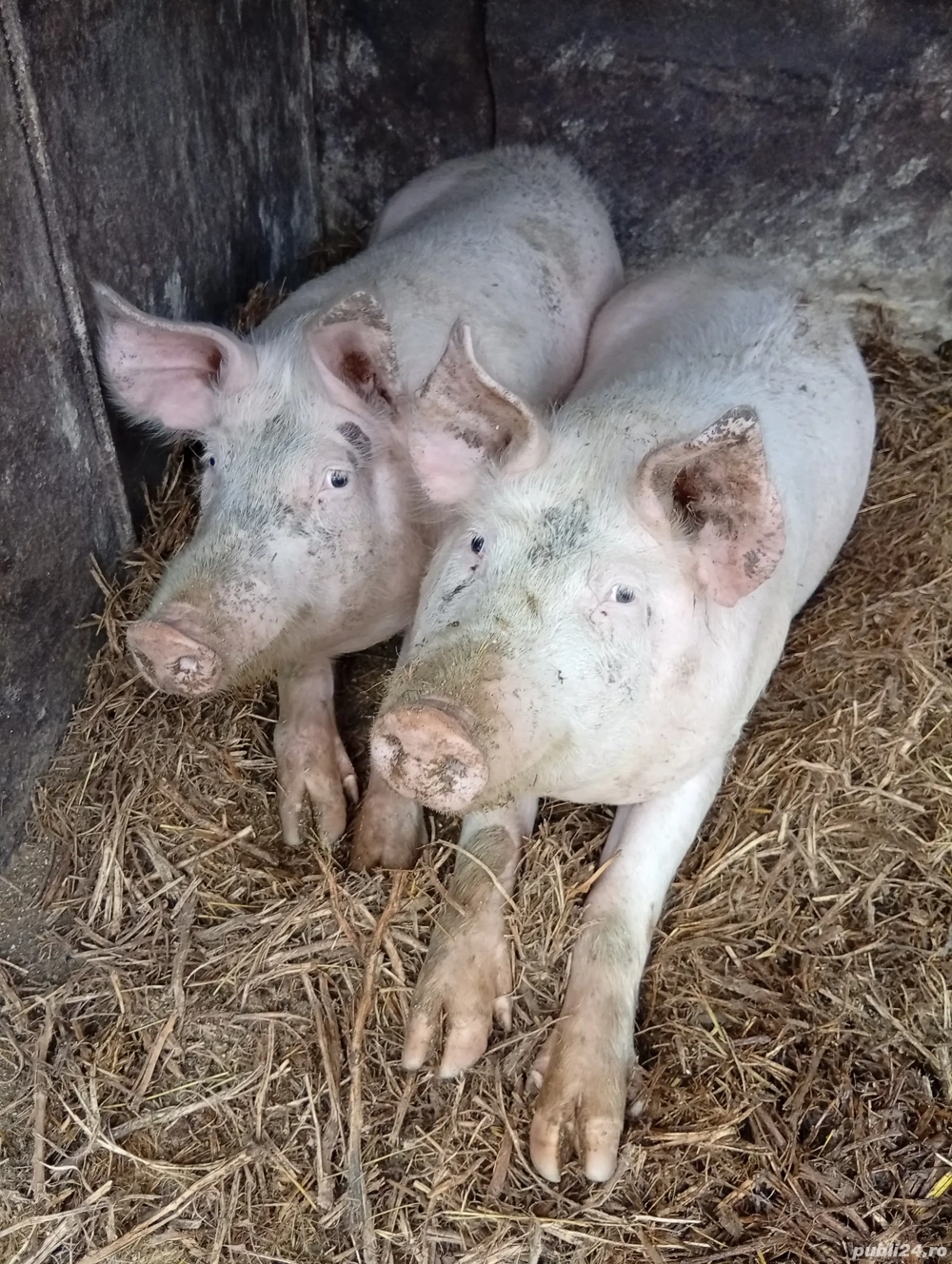 De vanzare 12 lei kg