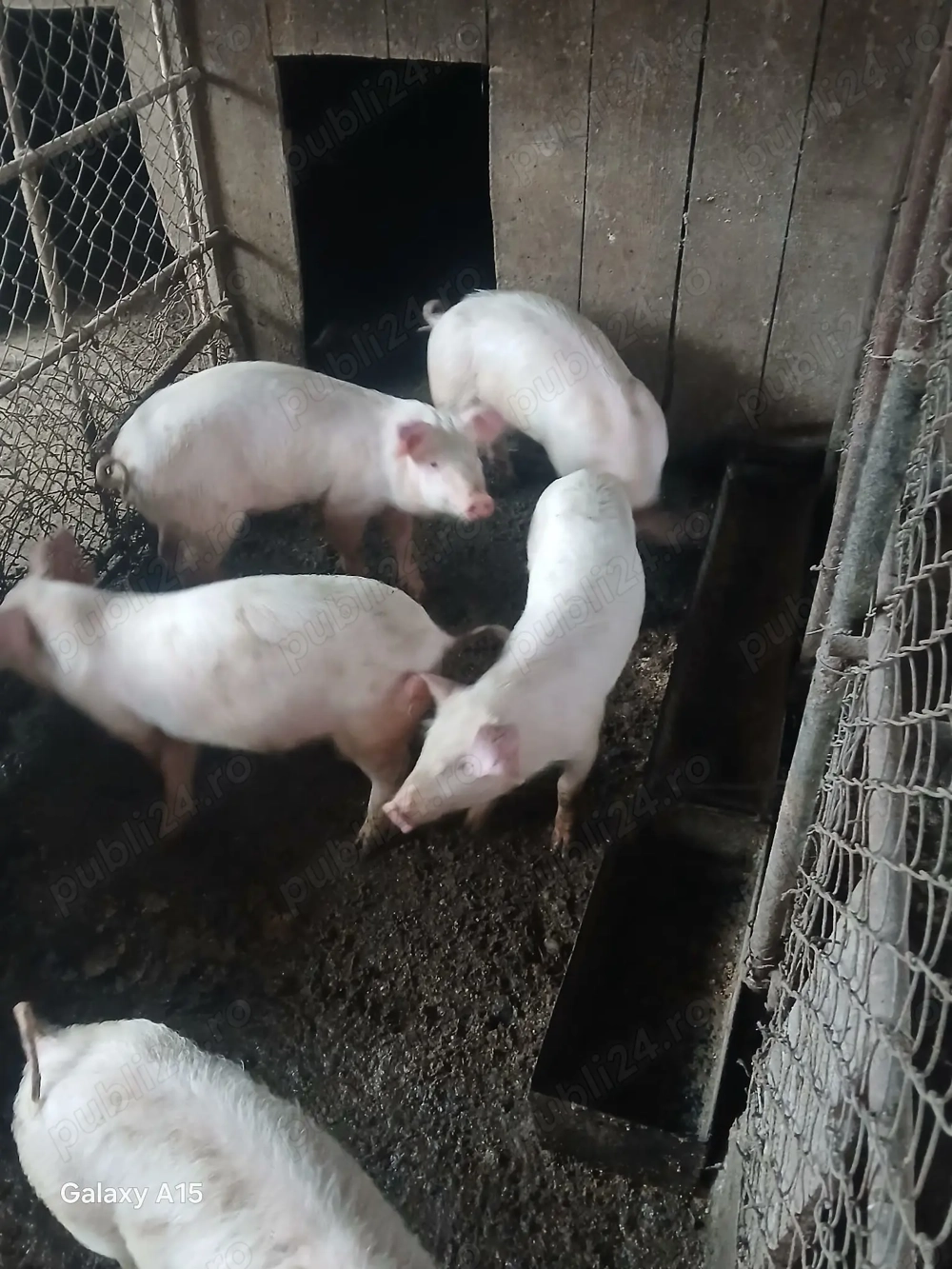 Vând purcei de 12 săptămâni