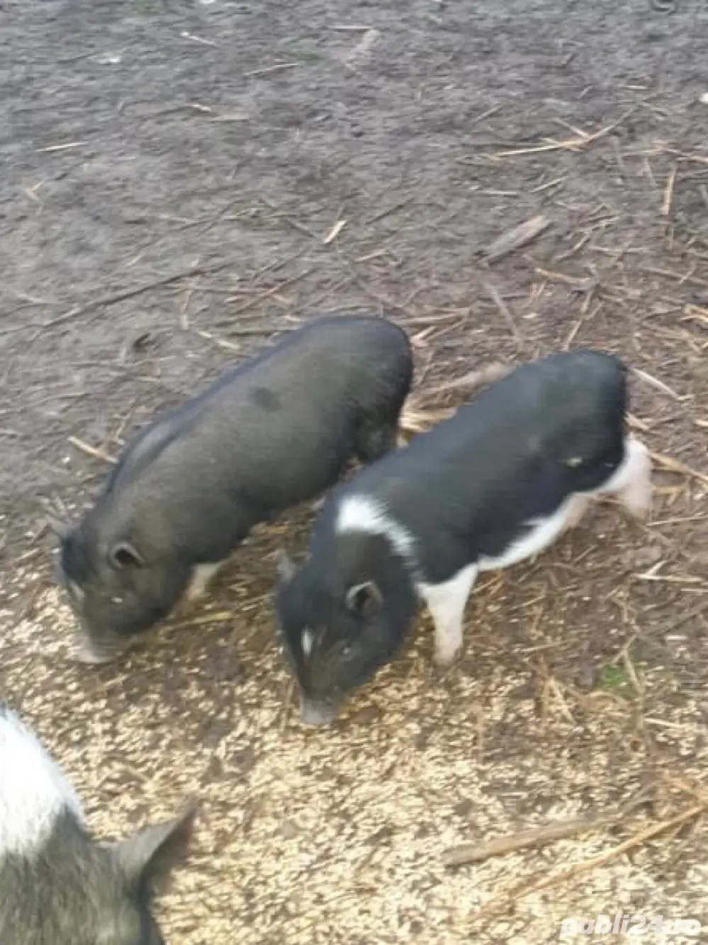 Vand Purcei Vietnamezi de lapte