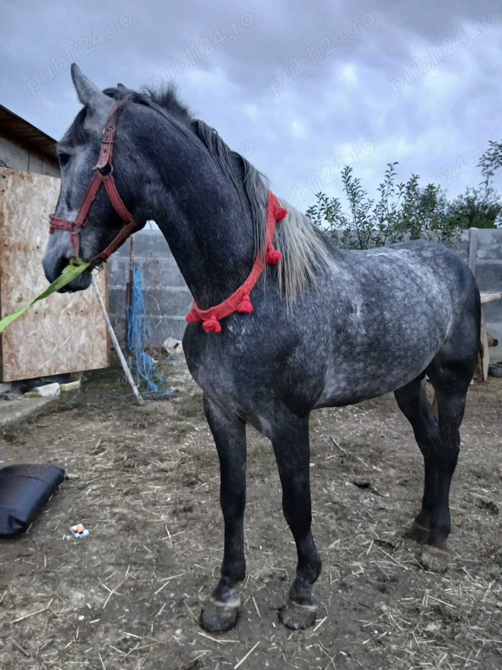 Disponibil armăsar lipițan 