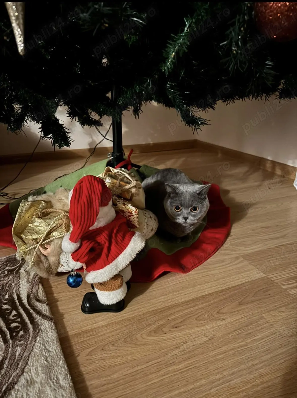 Lasa-ti animalutele in grija noastra :) si vor fi fericite si tu linistit .