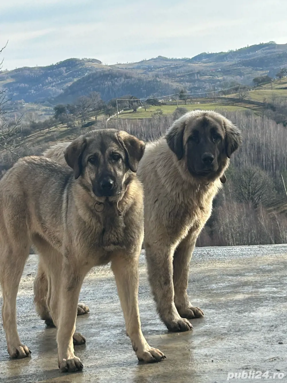 câini de vânzare