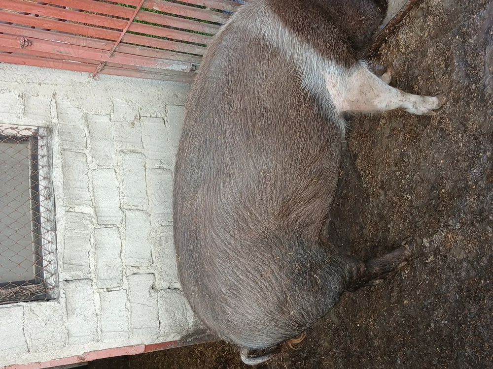 Porc roșu 250 kg