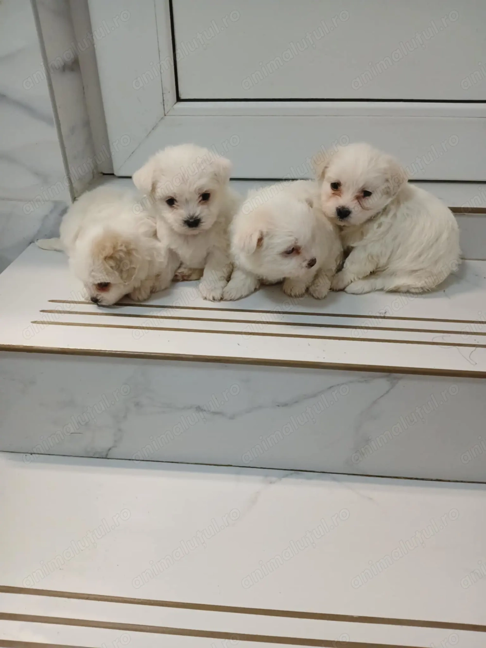 Superbi bichoni maltezi 